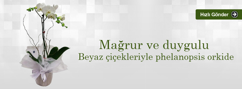 Banner 3